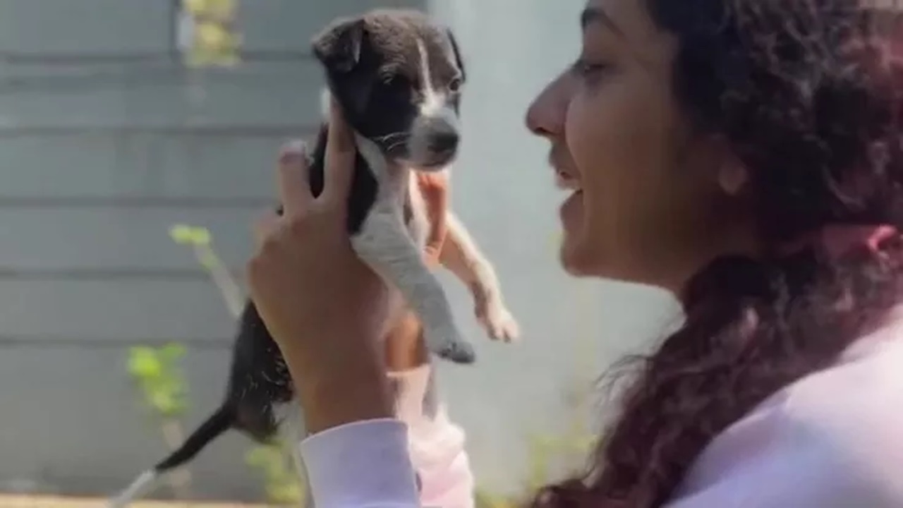 Cucciolo di cane grande come un topo