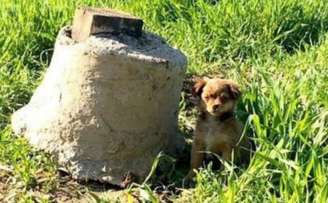 Tenta di salvare il cucciolo di cane separato dalla sua mamma, ma il ragazzo è vittima di un’imboscata (VIDEO)