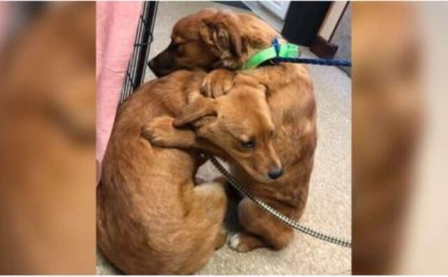 Il cucciolo di cane arrivato al rifugio consola la sorella con un abbraccio dopo il loro salvataggio