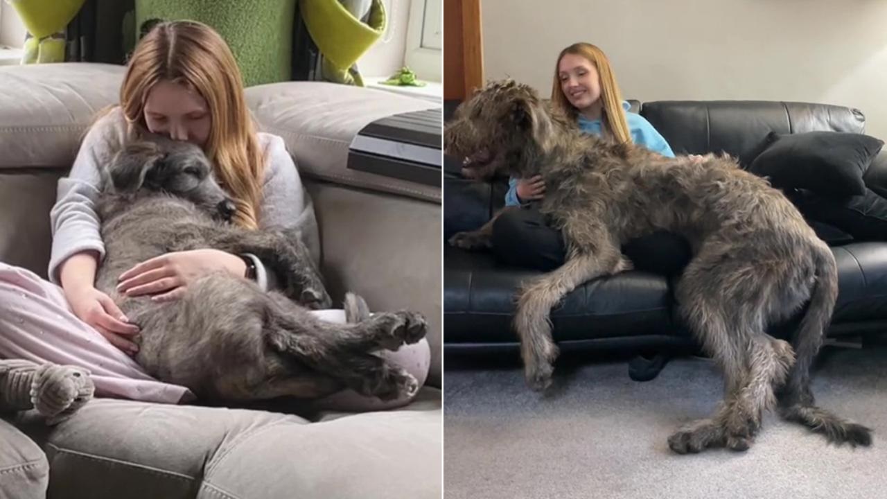 Irish Wolfhound prima e dopo