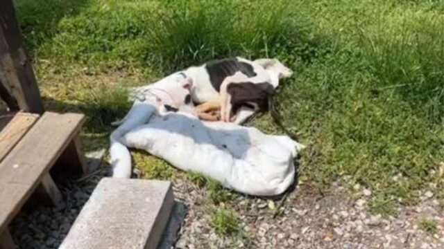 Il cucciolo di cane quasi senza vita è stato trovato alla fermata: per fortuna non era troppo tardi