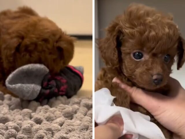 Il mini Goldendoodle dà vita a una routine mattutina che fa morire tutti d’invidia