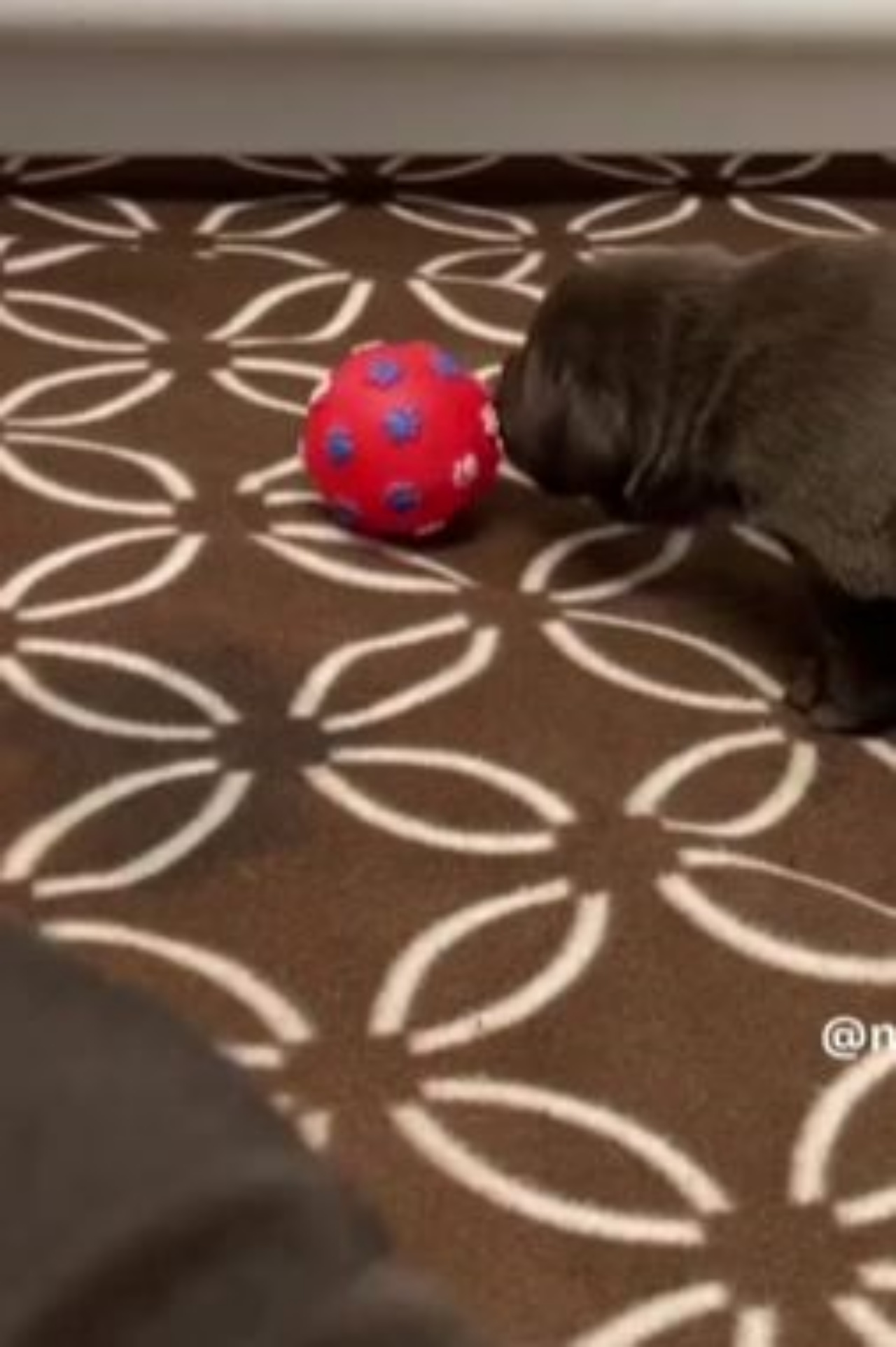 un cucciolo con la sua palla preferita