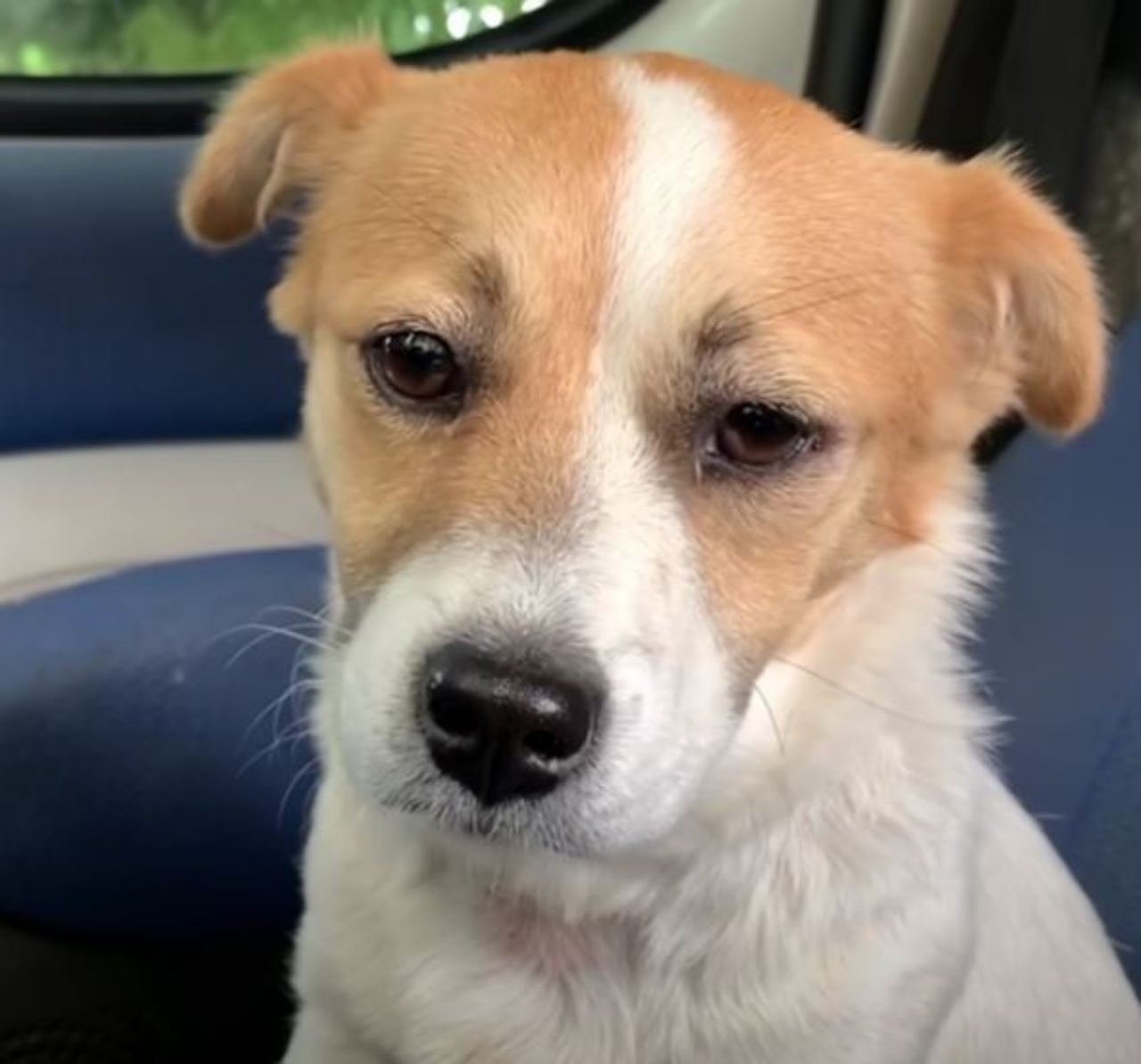 un cucciolo in auto