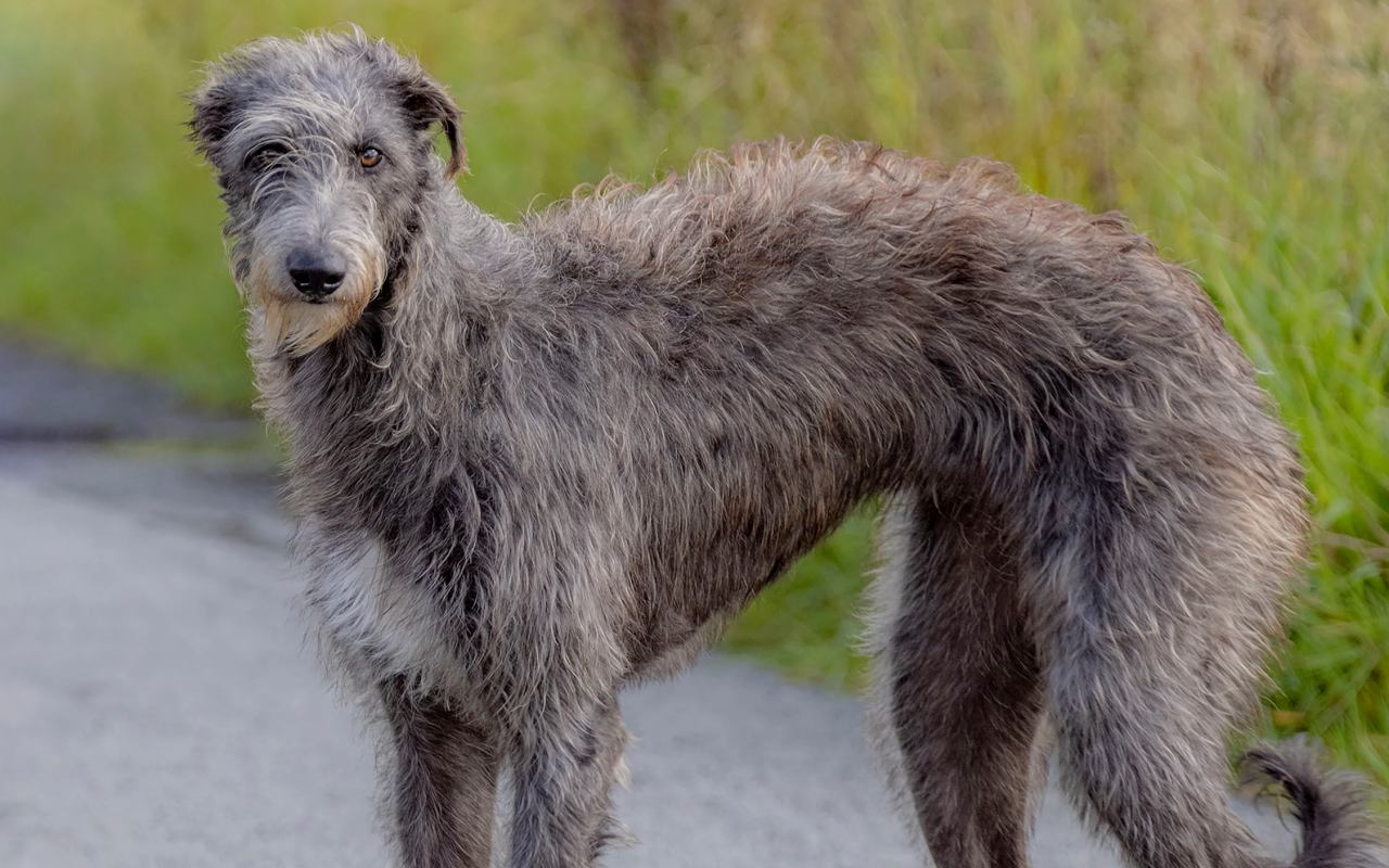 deerhound