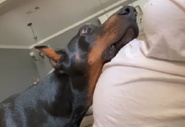 Doberman sente i calci del bimbo nel pancione della mamma umana: ecco la sua reazione