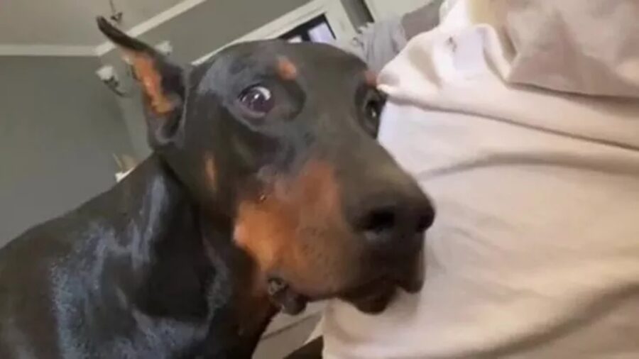 Doberman con sguardo sorpreso