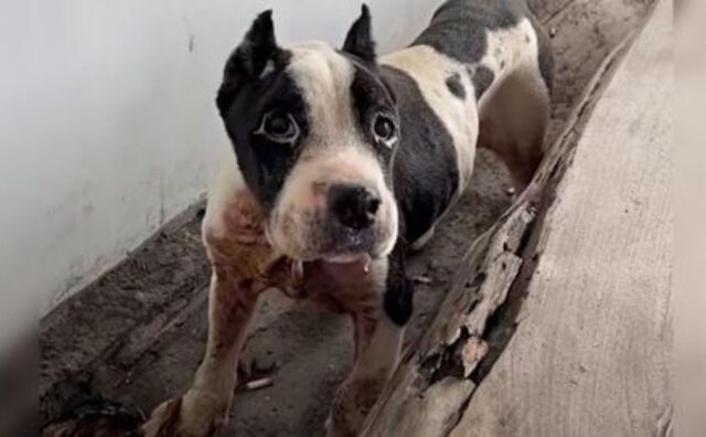 La donna affronta a muso duro il proprietario di un cane che si nutriva solo di avanzi e rifiuti (VIDEO)