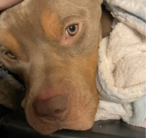 Donna accusata di aver abbandonato un cane che poche ore dopo il suo arrivo al rifugio è volato sul ponte dell’arcobaleno
