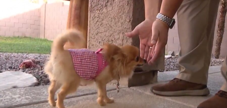 Cappottino per il cane volpino di Pomerania 