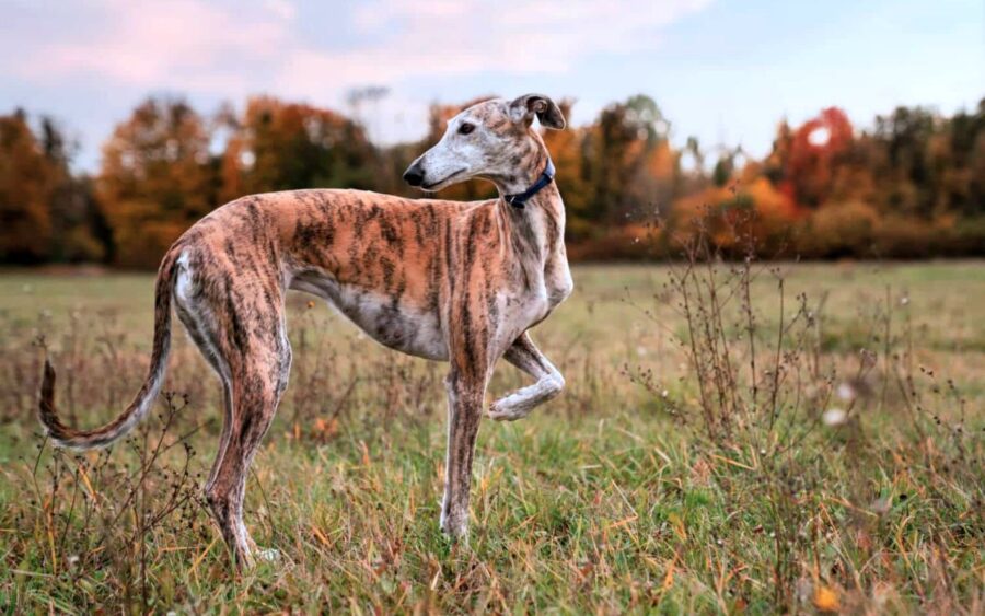 Galgo espanol