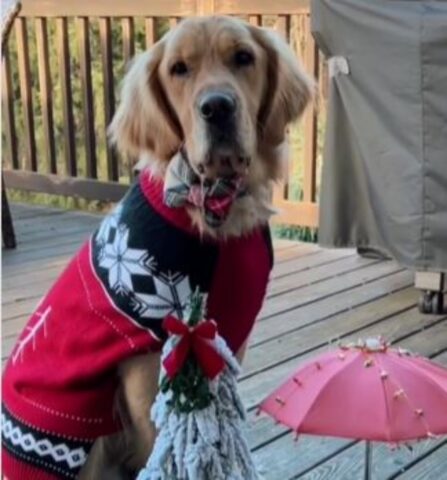 Questo Golden Retriever ha invitato a cena il suo amico scoiattolo, mostrando a tutti cos’è lo spirito natalizio