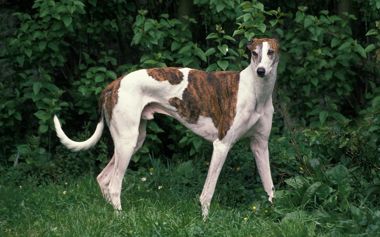 greyhound