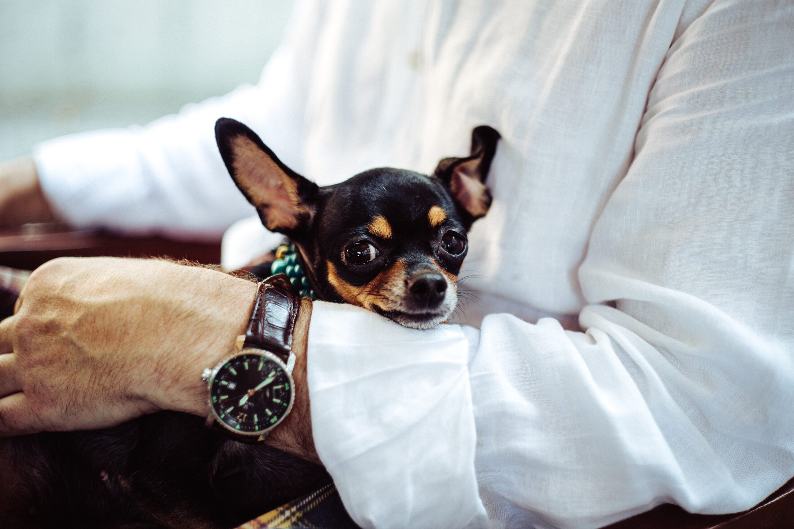 cane in braccio a uomo elegante