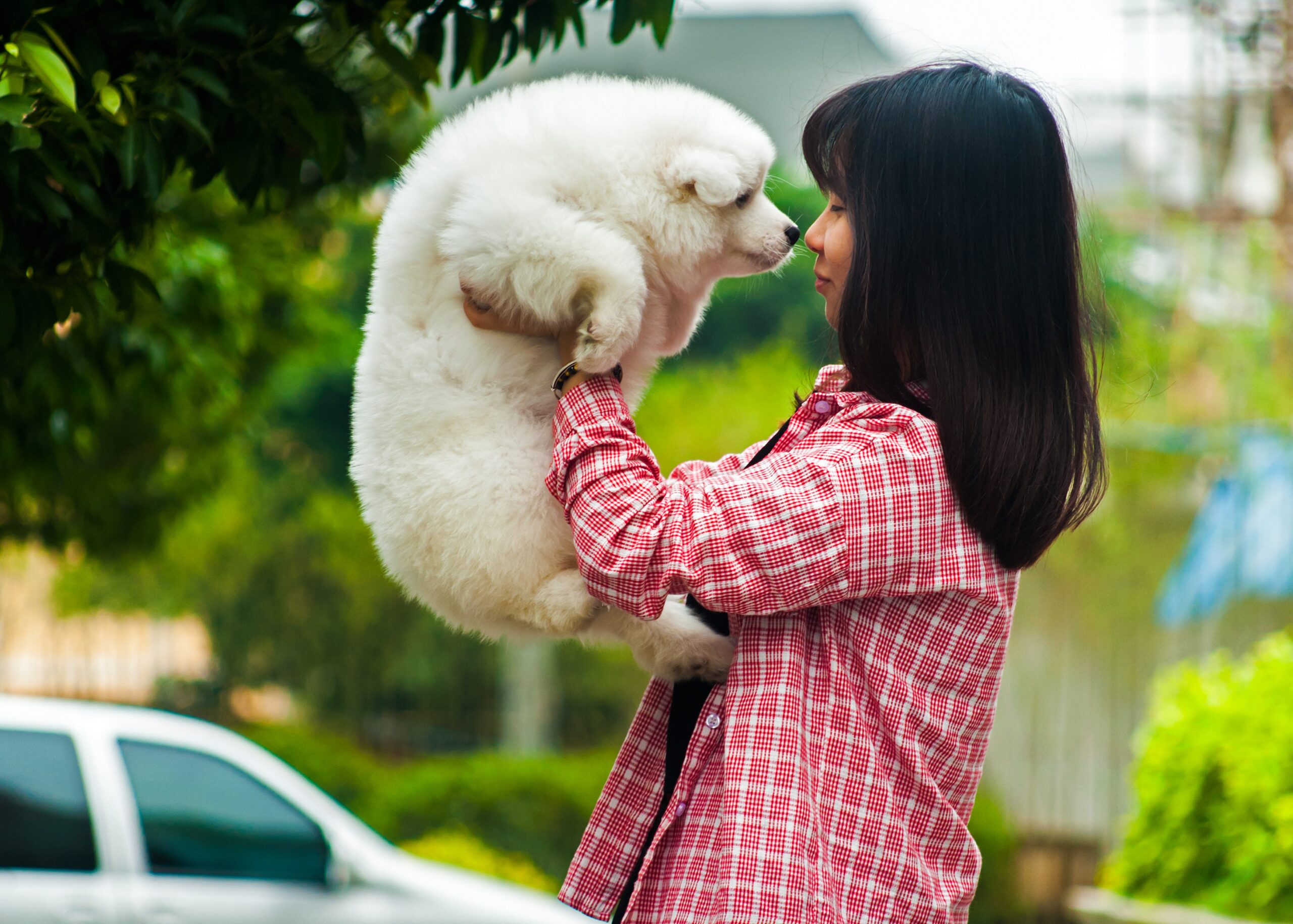 cane cucciolo i braccio a ragazza