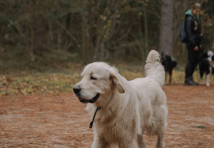 cane libero nel bosco