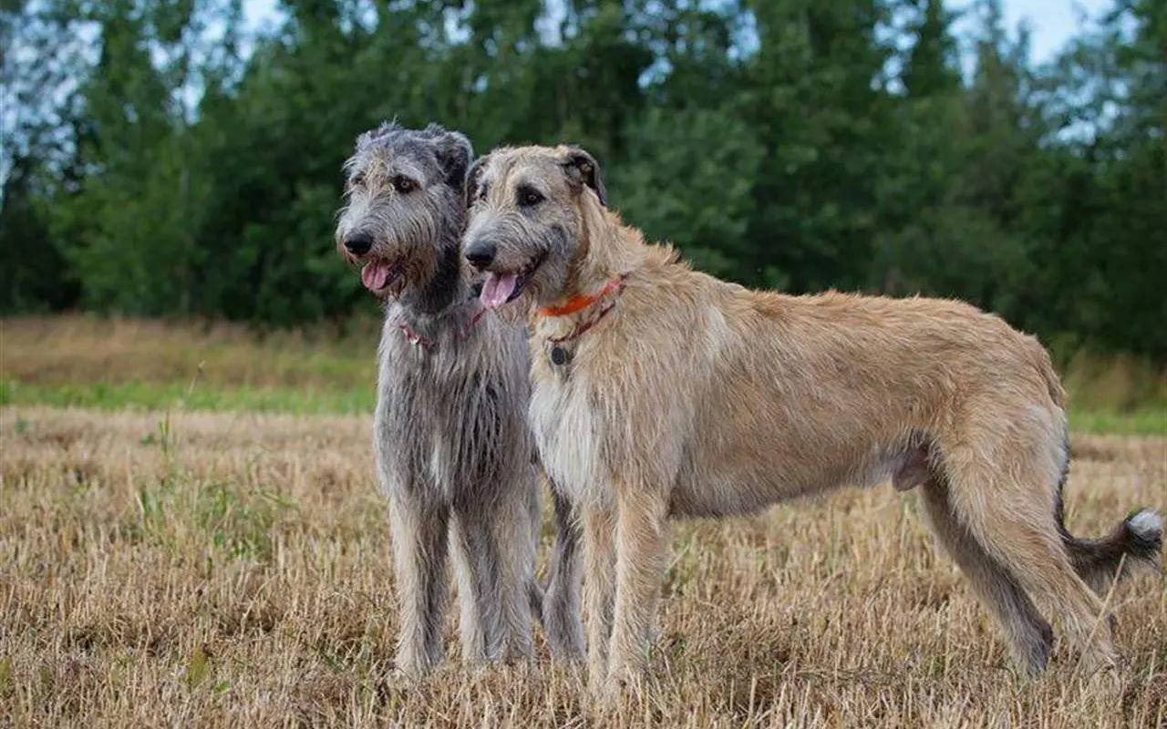 irish wolfhound