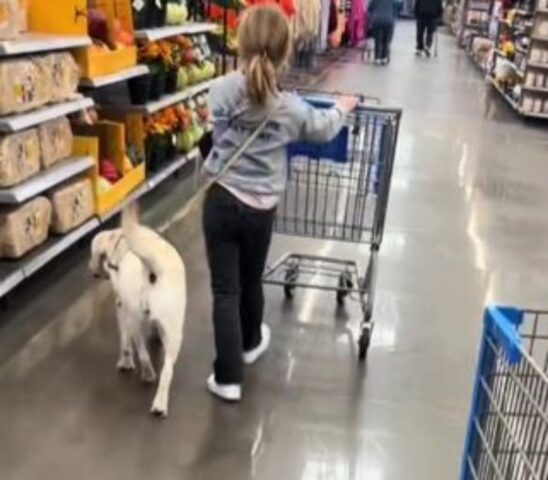 un Labrador al supermercato