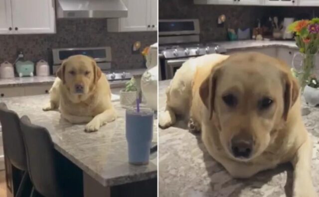 Il Labrador cerca di fare un’espressione imperturbabile dopo essere stato beccato a fare un pasticcio (VIDEO)