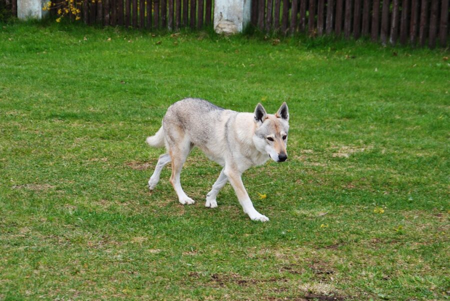 Cane lupo cecoslovacco in giardino