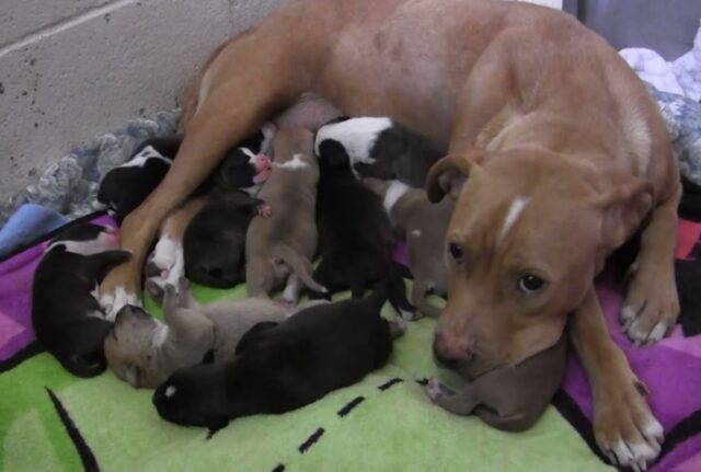 La mamma Pit Bull e i suoi dieci cuccioli sono stati scaricati così, al freddo e in mezzo a una strada
