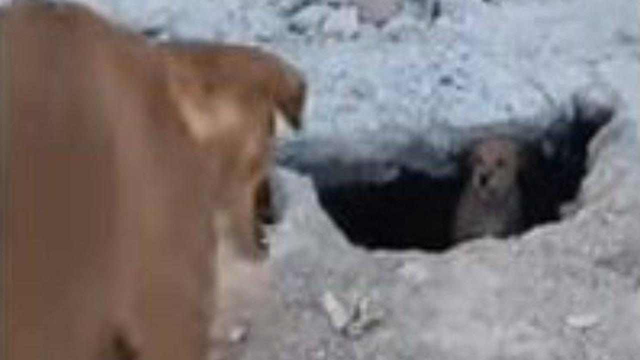 Cane guarda il cucciolo nel buco