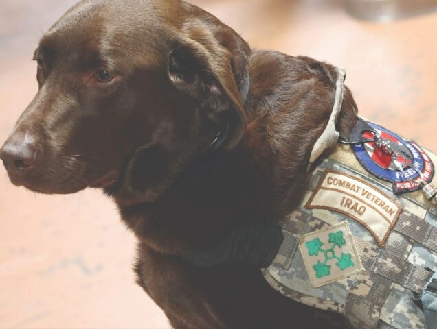 Il miglior cane guida per ex veterani è Huey: per il suo compagno di vita la sua presenza è fondamentale