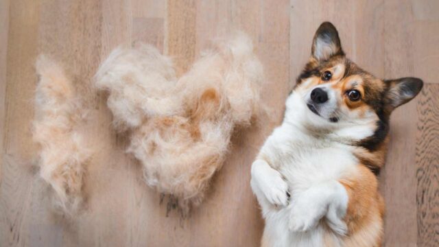 Muta del pelo del cane: stagionalità, caratteristiche e durata