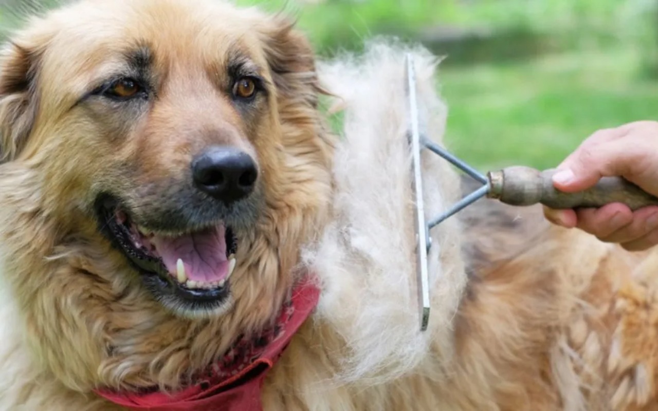 cane che perde molto pelo