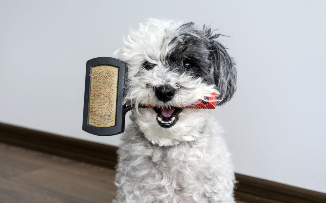 cane con la spazzola in bocca