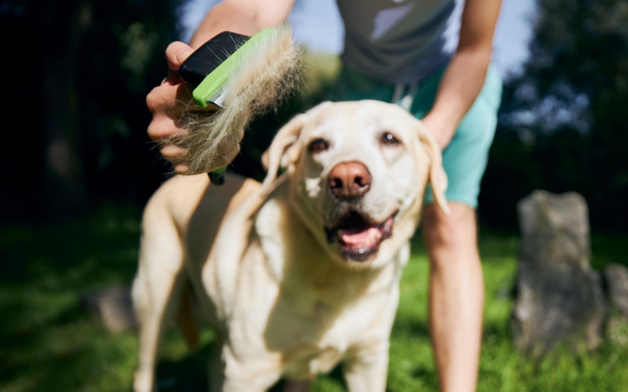 ragazzo che spazzola il suo cane labrador