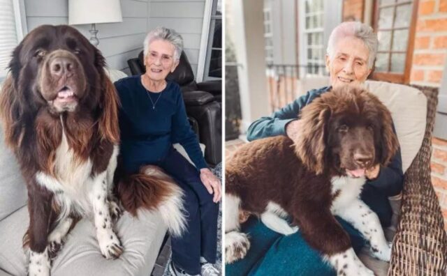 cane e nonnina