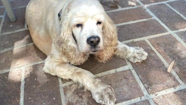 Nonno di 92 anni saluta per sempre il suo cane in modo commovente, aiutato dalla nipote