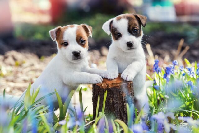 Parson Russell Terrier, toelettatura: come mantenerlo al meglio