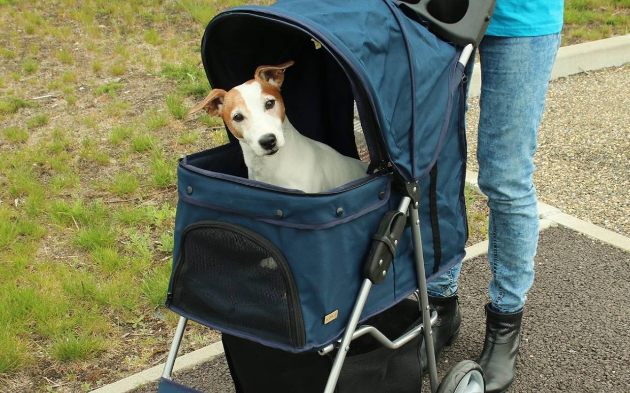 cagnolino nel passeggino