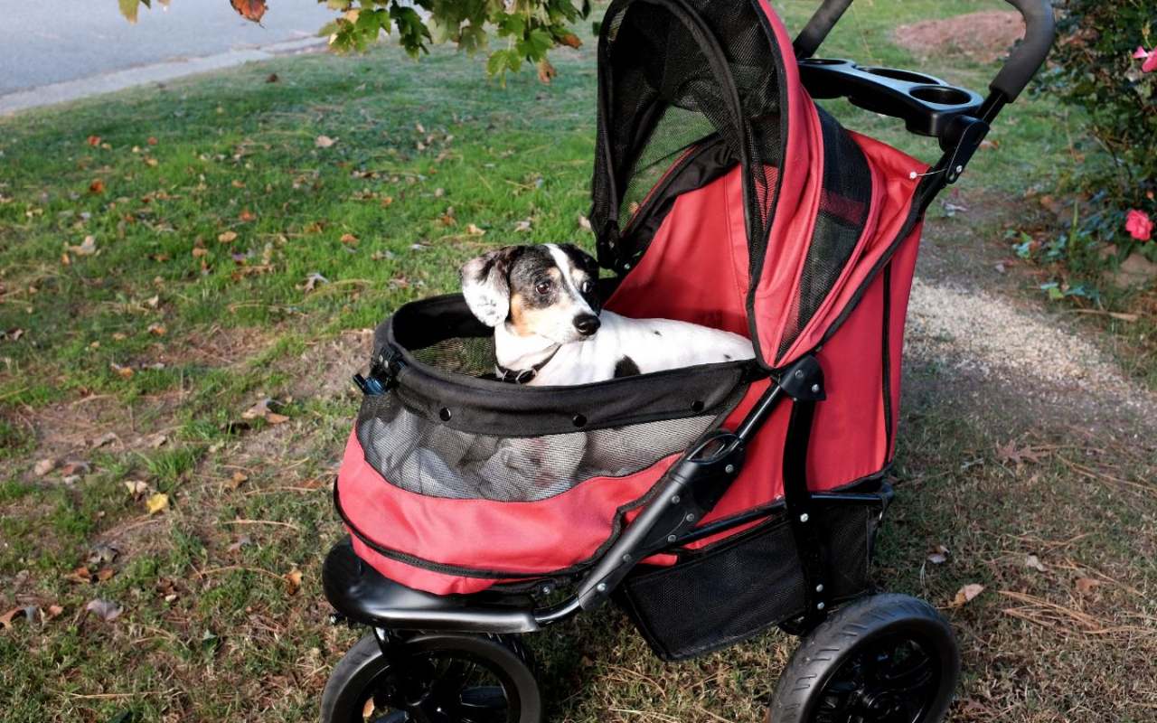 cane nel passeggino