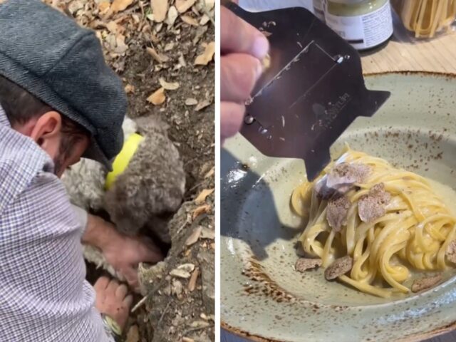 L’abilità di questi cani da tartufo nel fiutare la loro “preda” è davvero tutta da vedere