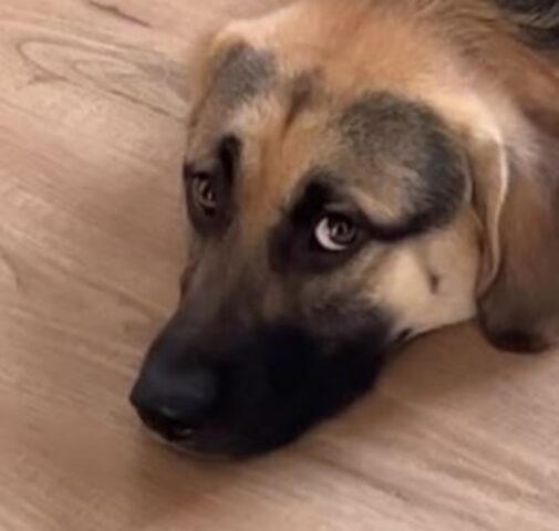 Il cane si è chiuso in bagno per combinare il pasticcio più epico che si sia mai visto