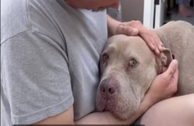 Pitbull bloccato dalla paura: il suo passato traumatico viene a galla improvvisamente