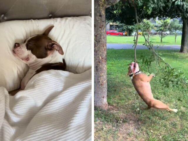 cane appeso ad un ramo