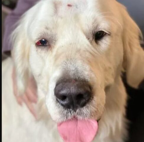 Poliziotto adotta il cane salvato: era ferito e con la bocca chiusa dal nastro adesivo