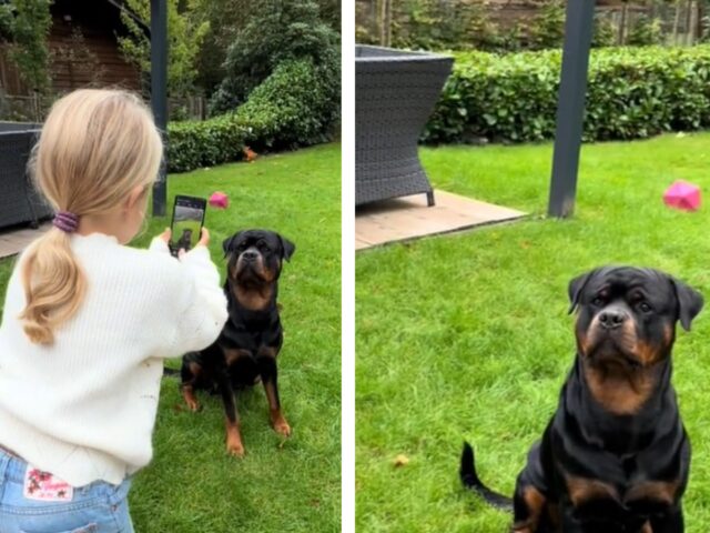 Il Rottweiler lascia che la bimba gli scatti le foto e la sua gentilezza fa il giro del web