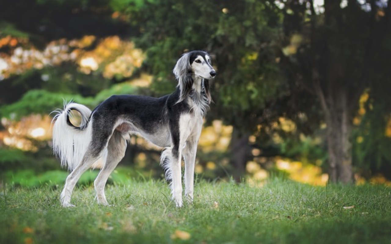 saluki levriero