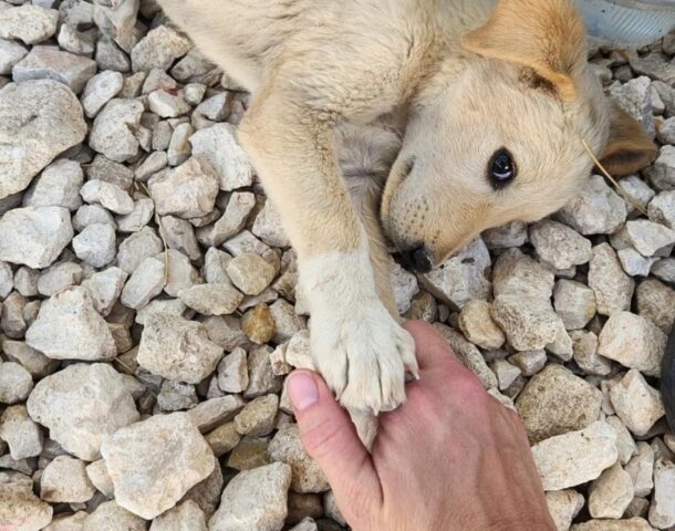 Soldata adotta il cane salvato in Medio Oriente: per Joy il piccolo Koda è stato di grande aiuto