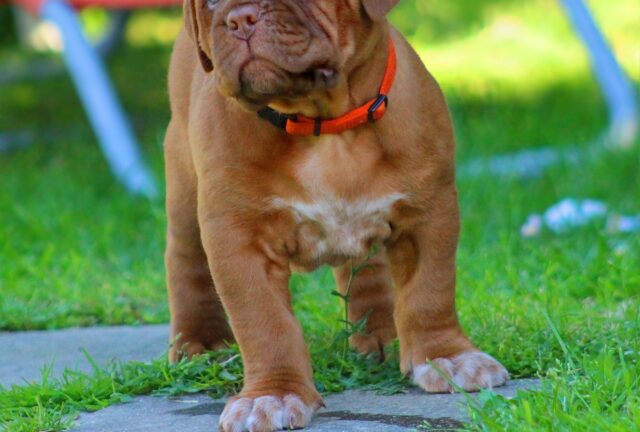 Il tema di un bambino per il primo compleanno in casa del cane adottato