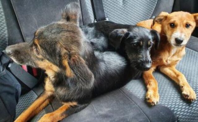 Li hanno trovati nel mezzo della foresta: questo cane e i tre cuccioli se la sono vista davvero brutta