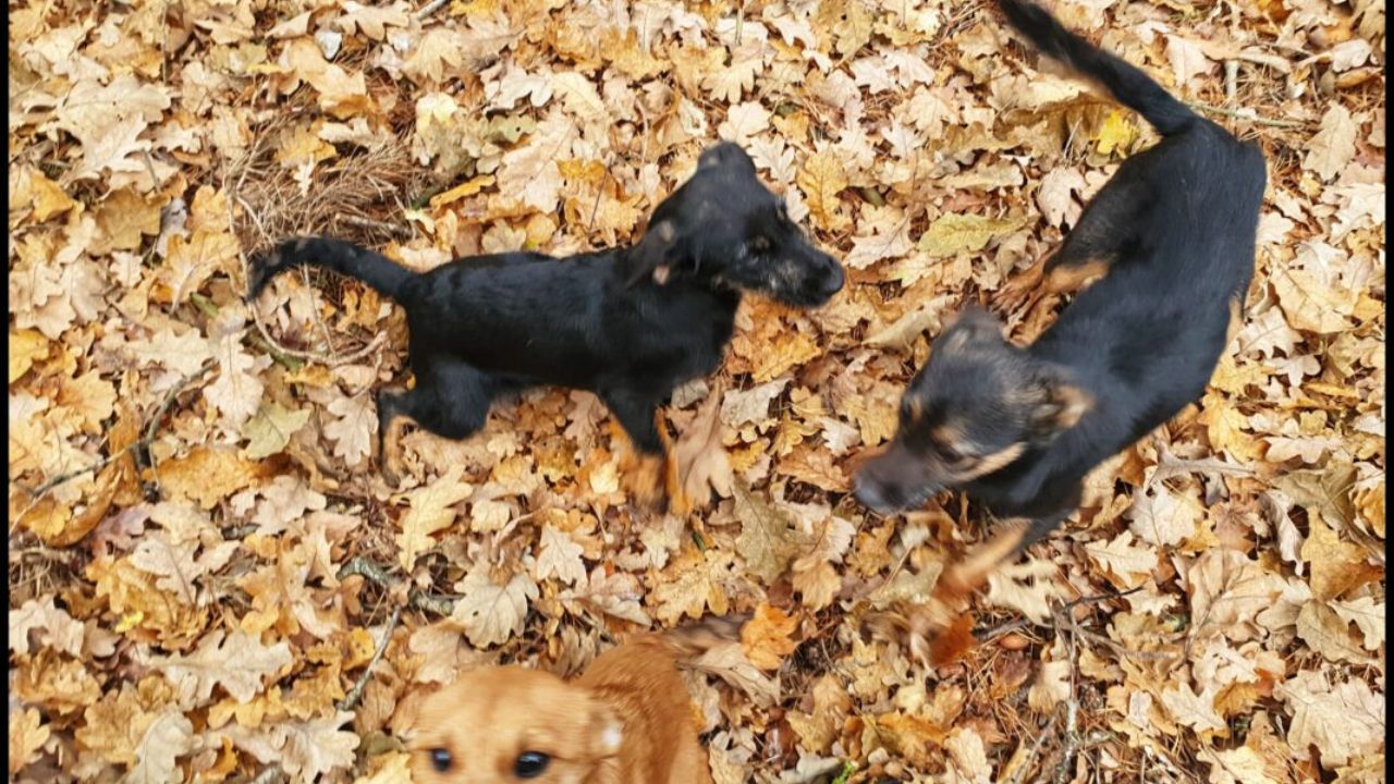 cuccioli giocano