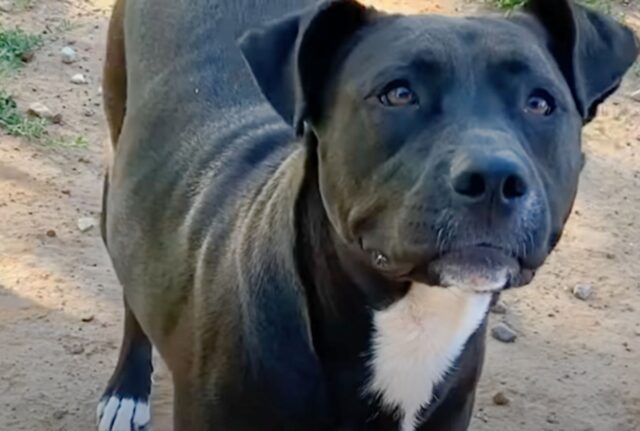 L’uomo aveva già 13 cani, ma nessuno poteva impedirgli di prendere proprio lei