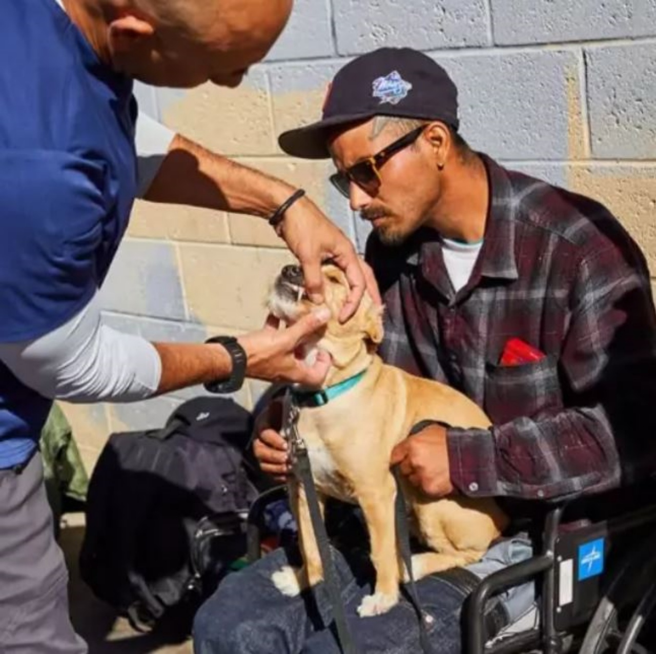 un veterinario cura animali randagi