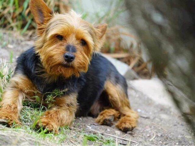 Yorkshire Terrier aggredito da un grosso cane mentre passeggiava con il proprietario